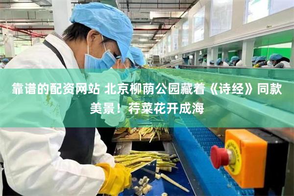 靠谱的配资网站 北京柳荫公园藏着《诗经》同款美景！荇菜花开成海