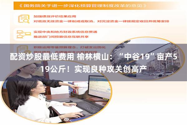 配资炒股最低费用 榆林横山：“中谷19”亩产519公斤！实现良种攻关创高产